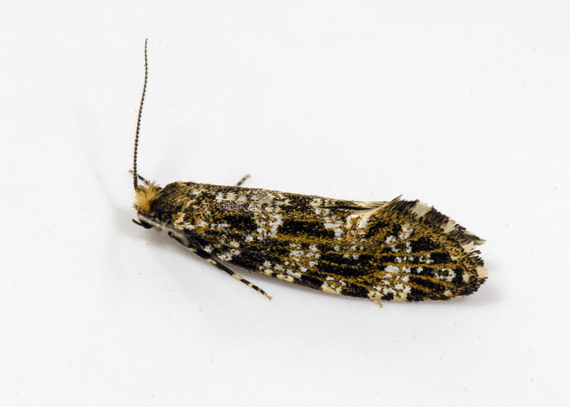 Tineidae - Triaxomera parasitella